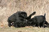 LABRADOR 1115